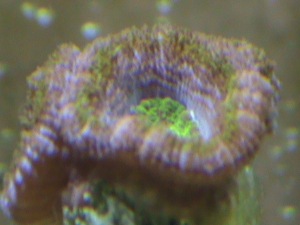 purple acan