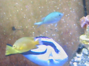 fish