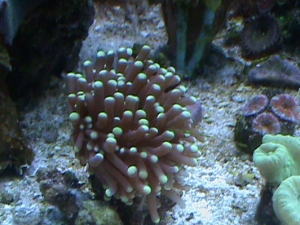 green tipped torch