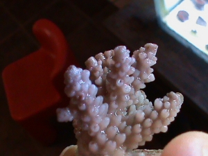 purple acro