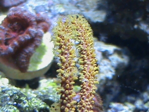 red with yellow poylps gorgy