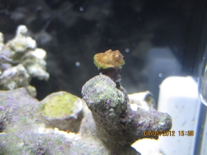 this is the most recent pic of my newest unidentified frag