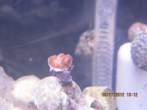 this is the first picture of my newest unidentified frag