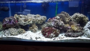 Hermit Crabs, Snails, Duster, Mushroom, Emerald Crab.