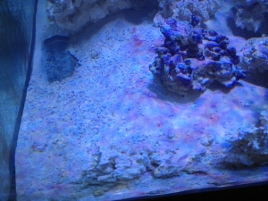 cyano 1