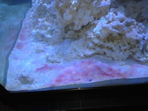 cyano2