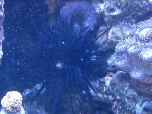 Purple Spiny Urchin