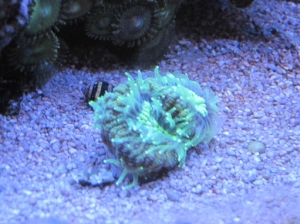 Faviid goniastrea