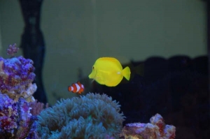 Yellow Tang