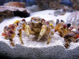 Spider Decorator Crab