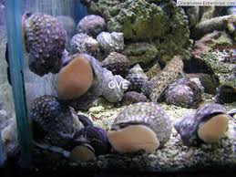 Mexican Turbo snail