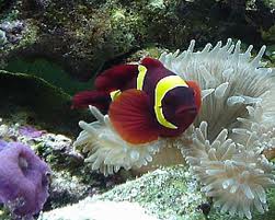 Maroon Clowfish