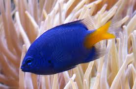 Damsel Yellow Tail