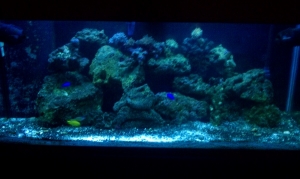 My 75 gallon reef setup in the beginning stages with just a few things in it.