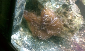 My anenome when it first made it in my tank very shy still dont know what type it is some say BTA but it dont look like one to me.