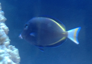 White cheek tang