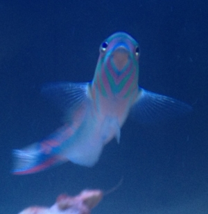 Pink face wrasse