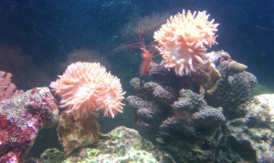 my Duncan Corals their a lot bigger now.