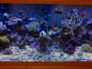 My tank in Dec 2011