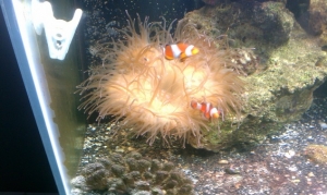 My Anenome in still waters.