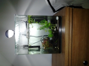 This is a 7 gal display tank i picked up at my lfs for 50 $ :-D. The kit is 150$ minus the plants and stumps. Plus it came with three amano(?sp?) shrimp. Ive been wanting to try a planted tank for awhile. And this one grabbed my attention and the price wa