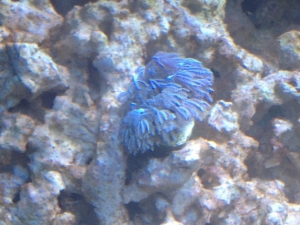 pulsating xenia