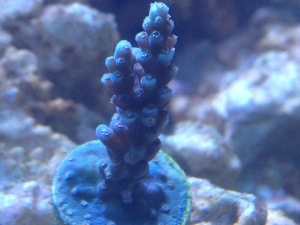 blue sps