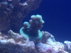 green sps