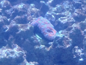 purple/red acans