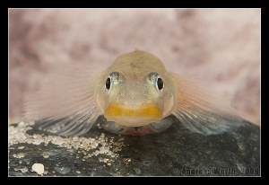 Lipstick Goby