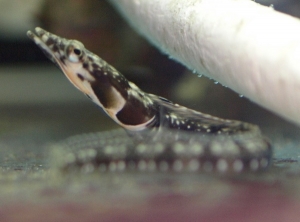Orangethroat Pikeblenny