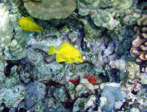 Yellow tang