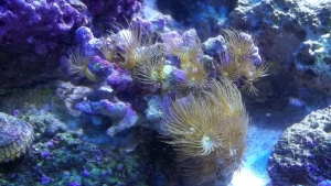 Jeff's Yellow Polyp Coral.