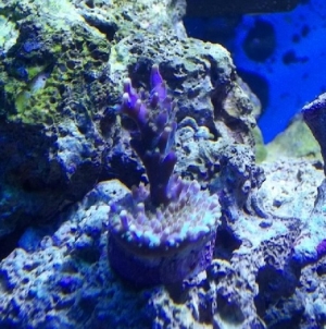 Jeff's Northwoods Tri-color Acropora Coral.
