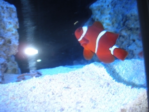 DSCN2278