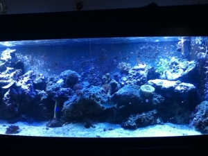 175G bowfront.