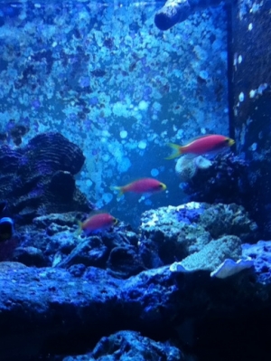 My Tierra anthias