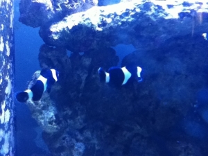 Pair of Black Clowns