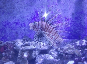 LION FISH