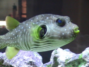 Stars and Stripes Puffer fish by AllosaurusRider