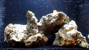 1st tank nano reef