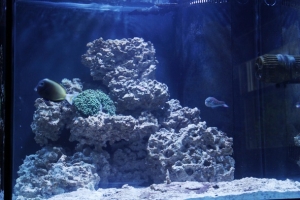 FTS