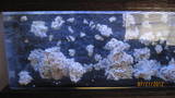 th IMG 0542