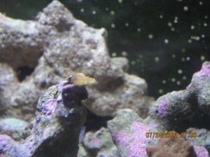 unidentified coral (SPS i believe)