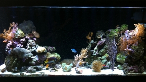 55 gallon with beams work led