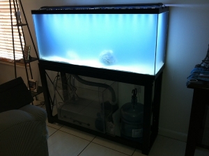 first 3 days of tank build