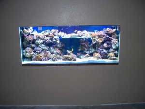 Purchased the contants of a 75g tank 10 plus years established to fill in the rest of the tank so its not bare looking anymore and came with some really nice corals :)