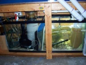 Pic of 55g sump consists of half with sand bed and some liverock and chateo and heater. the other half is SWC protien skimmer, return pump, phos reactor,grounding probe, digital temp, and not seen in pic added a lifeguard sytem outside of sump with has a 