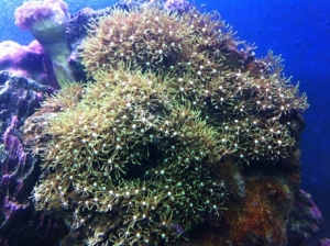Green star polyps