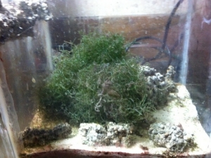 10 gal DIY sump